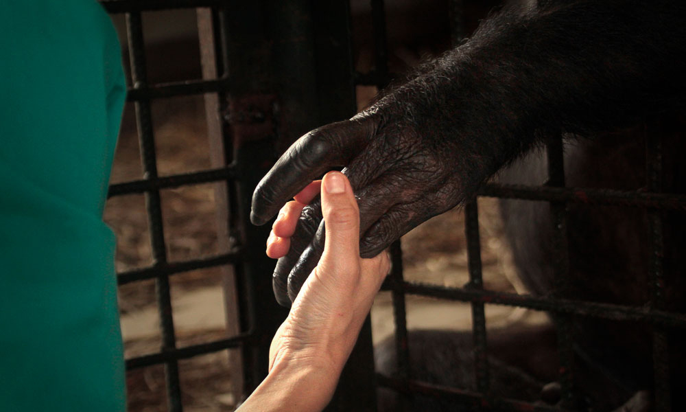 Women holding chimpanzee's hand