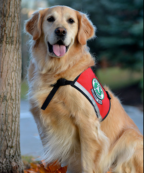 Green's original therapy dog, Niki