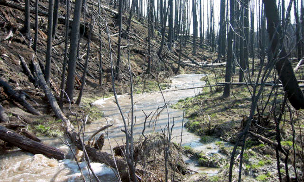 A stream surrounded by charred trees