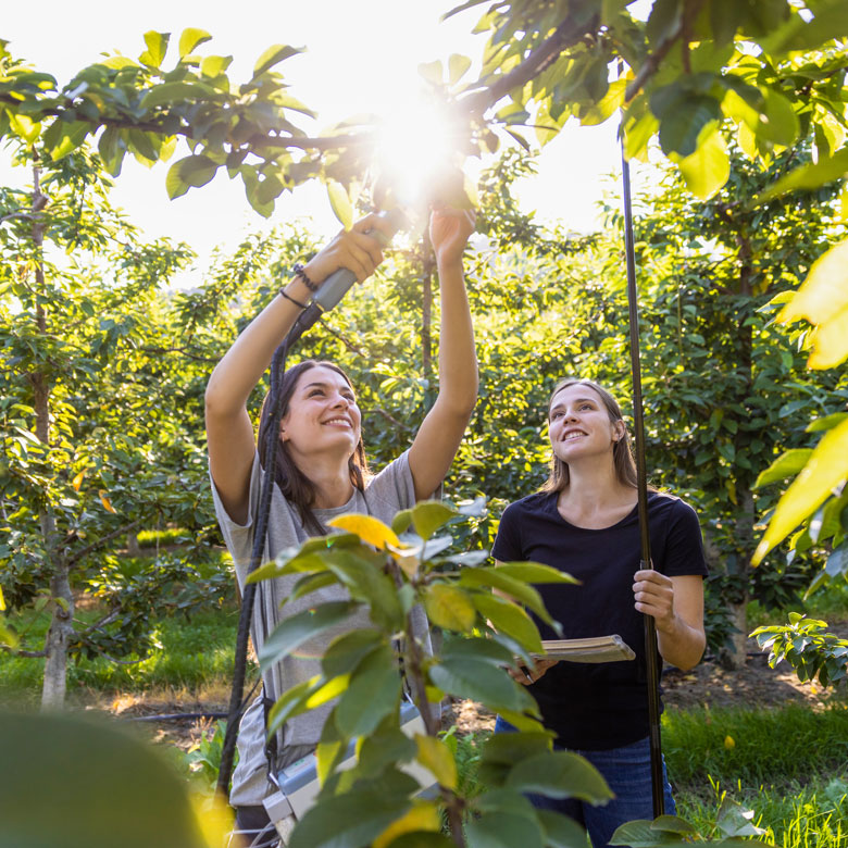 Ava Bakala and Elizabeth Houghton test photosynthesis of the cherries on a tree using a specialized tool.