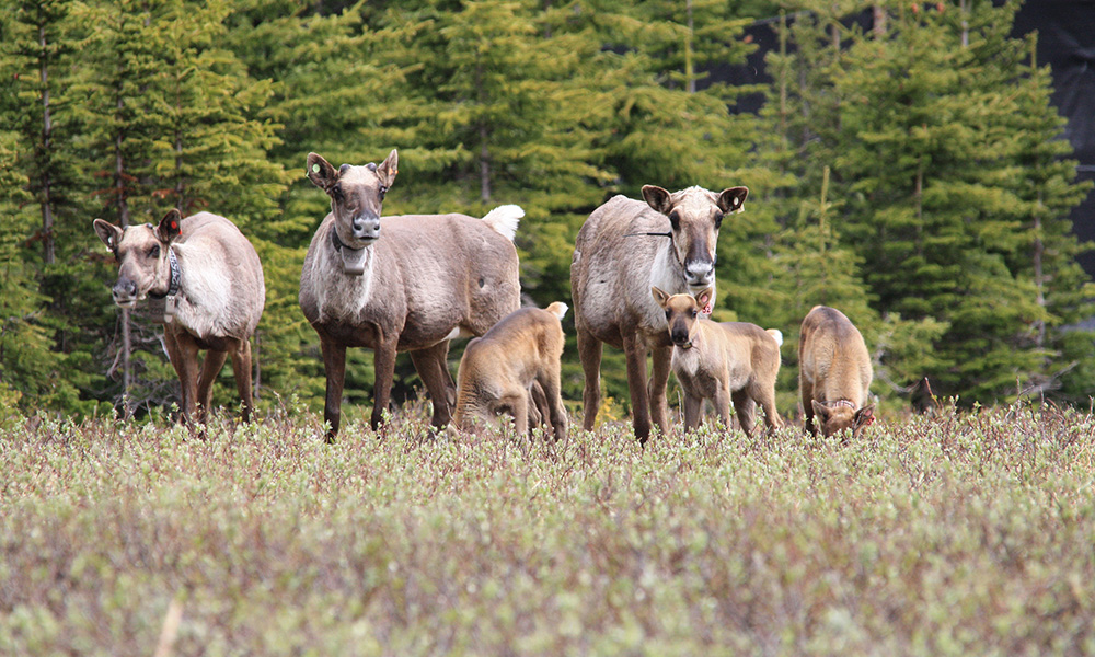 A herd of southern mountain caribou that includes adults and calves.