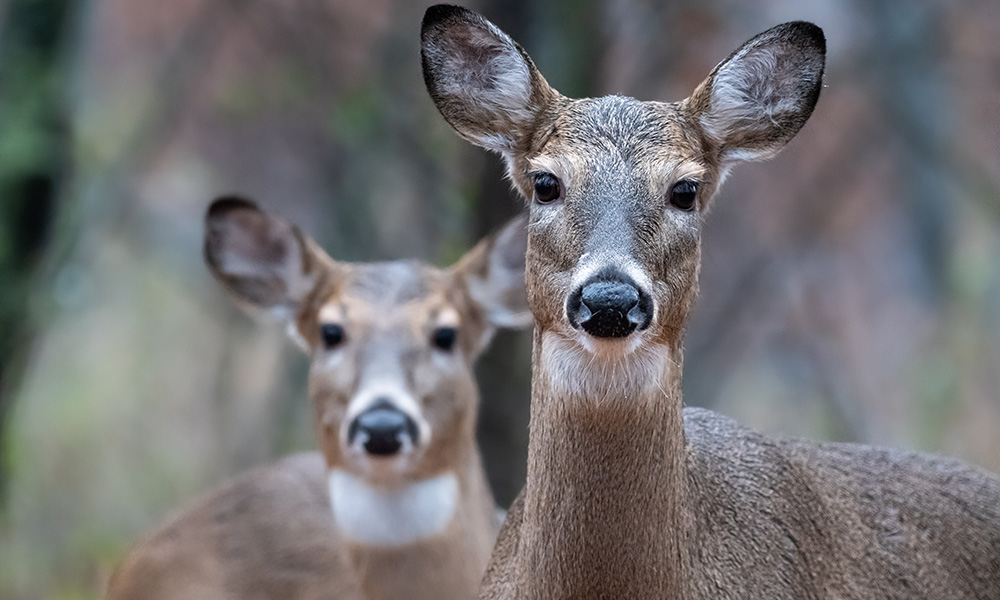 Two white-tail deer staring directly into the camera